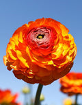 Mixed Peony Ranunculus Bulbs- Persian Buttercup -10 Corms Bulbs Flowering Blooms Perennial Bulbous Root Garden Plant (Orange)