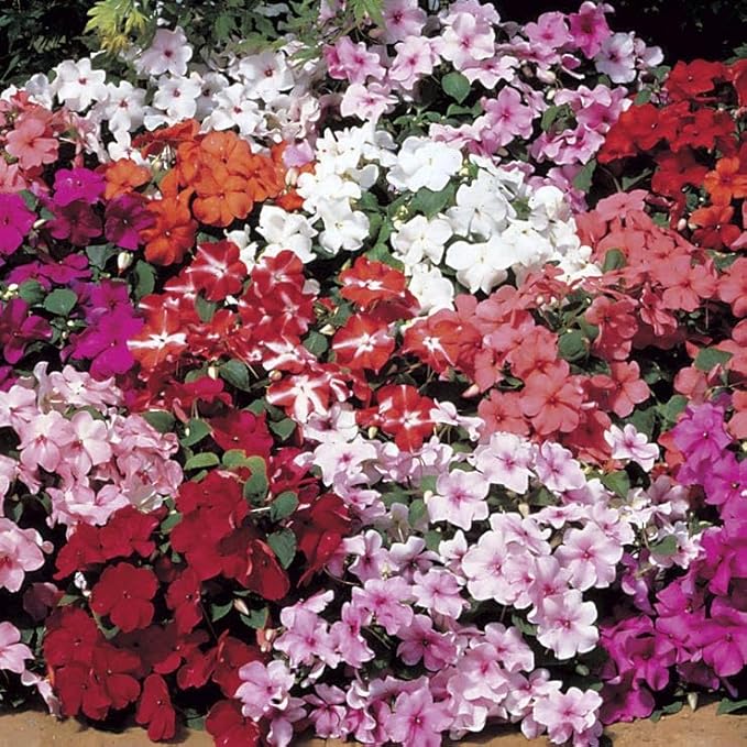 Park Seed Accent Mix Hybrid Impatiens Seeds – Pack of 500 Seeds, Vibrant Colors, Ideal for Shady Gardens, Containers, and Borders