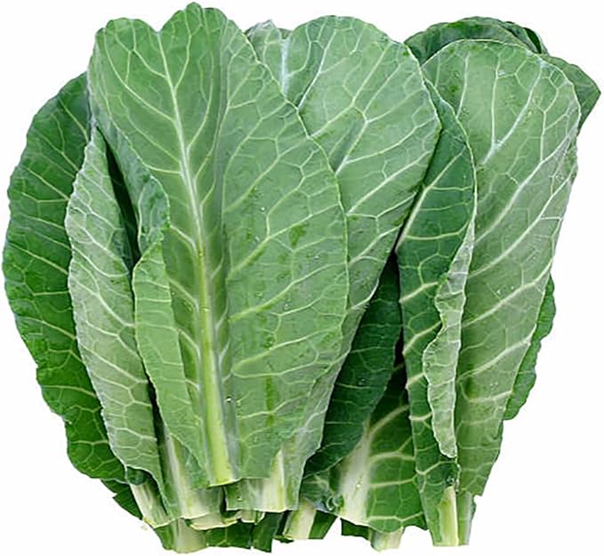 Champion Collard Seeds - Blue-Green Cabbage-Like Delicious Leaves