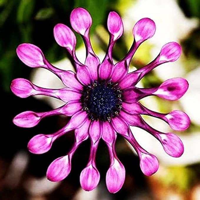 African Daisy Seeds, Purple Blue Gerbera, 150 Pieces, Perennial Flowers for Garden