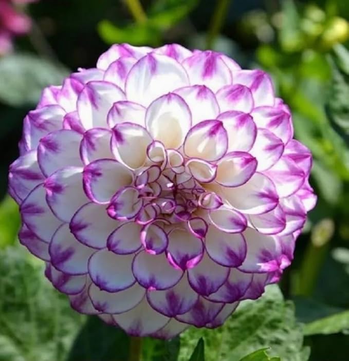 100PCS Dahlia Pompon Seeds Mixed Color Butterflies Hummingbirds Bees Seeds Heirloom
