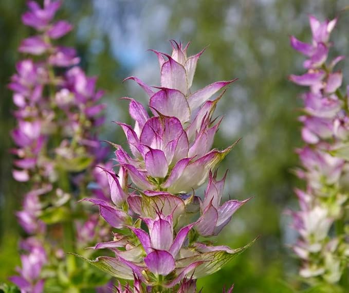 Seeds4planting - Seeds Clary Sage Medicinal Heirloom Herb Non GMO