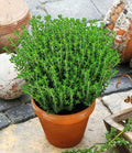 NIKA SEEDS - Seeds Herbs Thyme Garden Common Heirloom - 500 Seeds