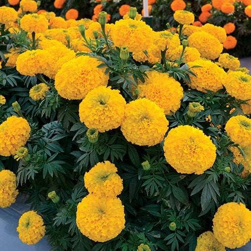 Park Seed Vibrant Inca II Yellow Hybrid Marigold Seeds – AAS Winner with Large Golden Blooms, Long-Lasting Summer Color, Ideal for Borders, Beds, or Landscapes – Pack of 25