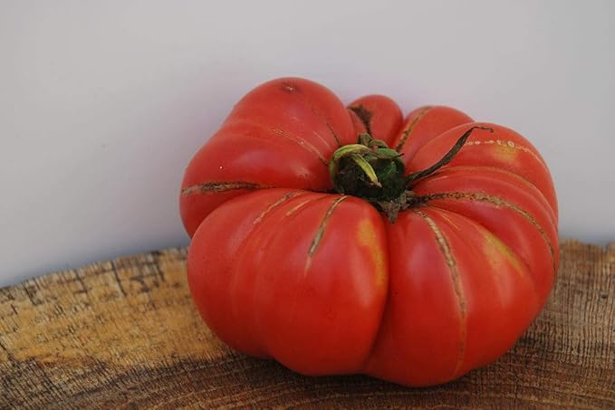 CEMEHA SEEDS - Seeds Giant Beefsteak Tomato Bear Paw Indeterminate Non GMO Vegetable for Planting