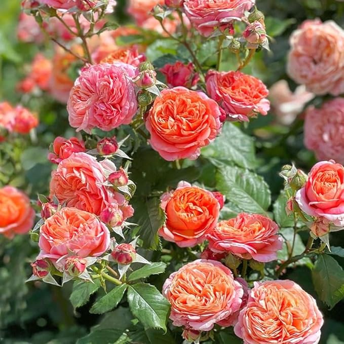 400+ Perennial Climbing Rose Seeds for Planting in Your Home Garden-Non-GMO Heirloom Plant Seeds Garden Outdoor