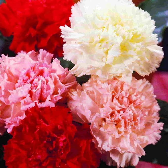 50 X Mixed Carnation Seeds for Planting Outdoor Grow Flowers in Pots Basket Gardens Multicolor Flowers Seeds