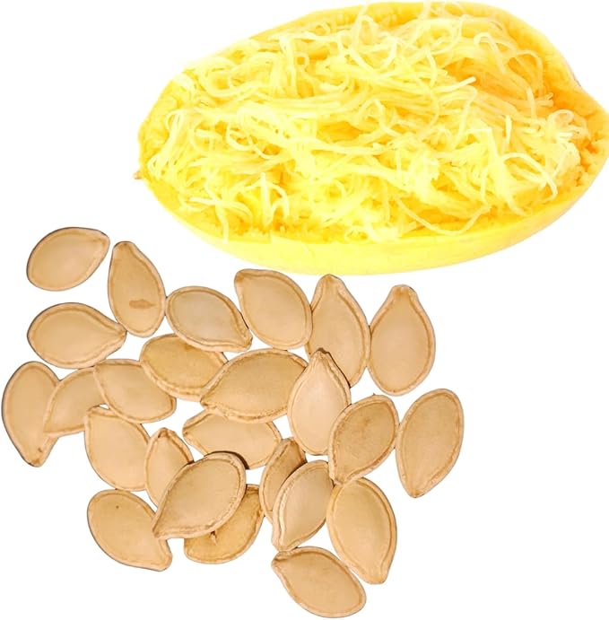 Smoke Camp Crafts Organic Spaghetti Squash Seeds (Cucurbita Pepo) 30 Seeds (4 Grams) - Vegetable Spaghetti Winter Squash
