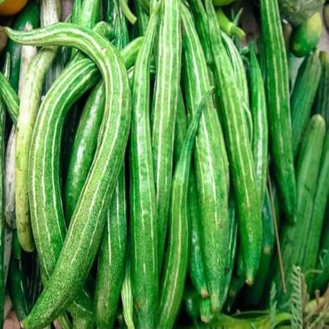 20+ Long Snake Gourd Seeds White Green for Planting,Serpent Gourd Seeds Exotic Non-GMO Heirloom,Tropical Vegetable Seed Climbing Fast Growing for Home Outdoor
