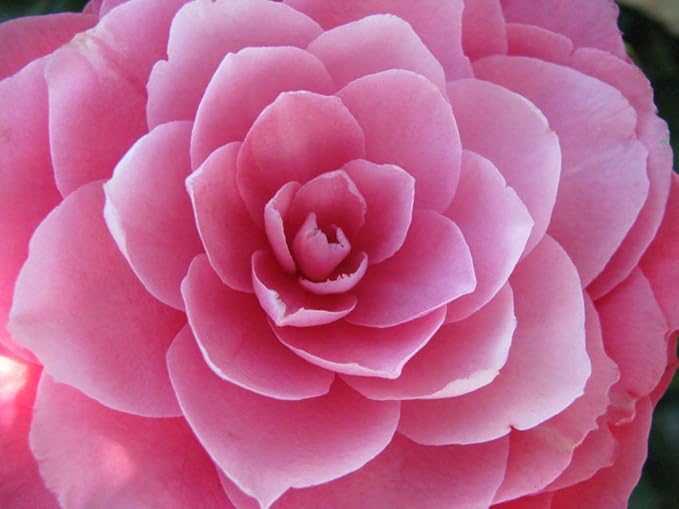 100 Mixed Colors Double Camellia Impatiens (Balsam/Lady Slipper/Touch Me Not) Impatiens Balsamina Flower Seeds