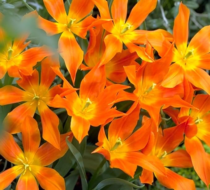 Tulipa Fringed Mixture Tulip Bulbs Size 11/12 for Planting - Plant in Fall, Winter or Early Spring (Orange Emperor, 15, Count)