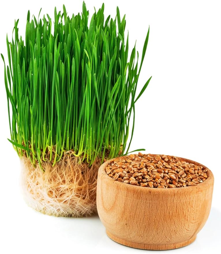 Todd's Seeds - Bundled Wheatgrass Seeds, 1Lb & Chemical Free Alfalfa Sprouting Seeds, 1Lb, Total of 2 Lbs