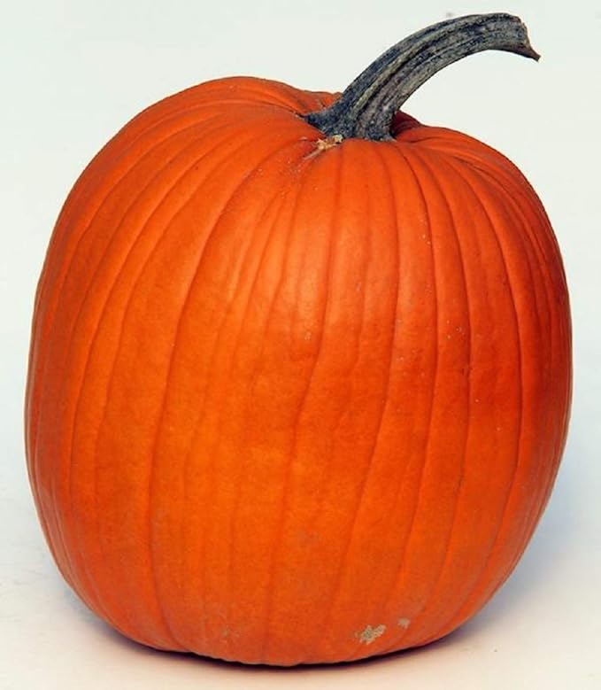 Howden Pumpkin Seeds - 100 Count Seed Pack - Non-GMO - A widely Used Pumkin Variety Perfect for Pumpkins and Excellent for pies and Roasted Seeds. - Country Creek LLC