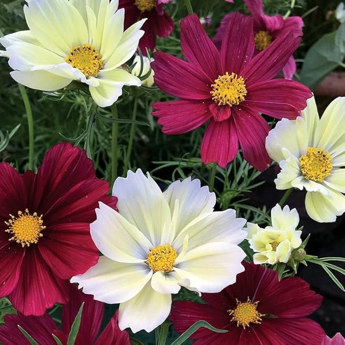 Park Seed Cosmo Flower Plant Seeds, Easy to Grow, Perfect for Spring Garden, Cherry Pie Blend, Pack of 50