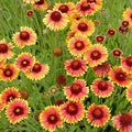 Gaillardia Blanket Flower, 50 Seeds Beautiful Bright Large Cut Flower