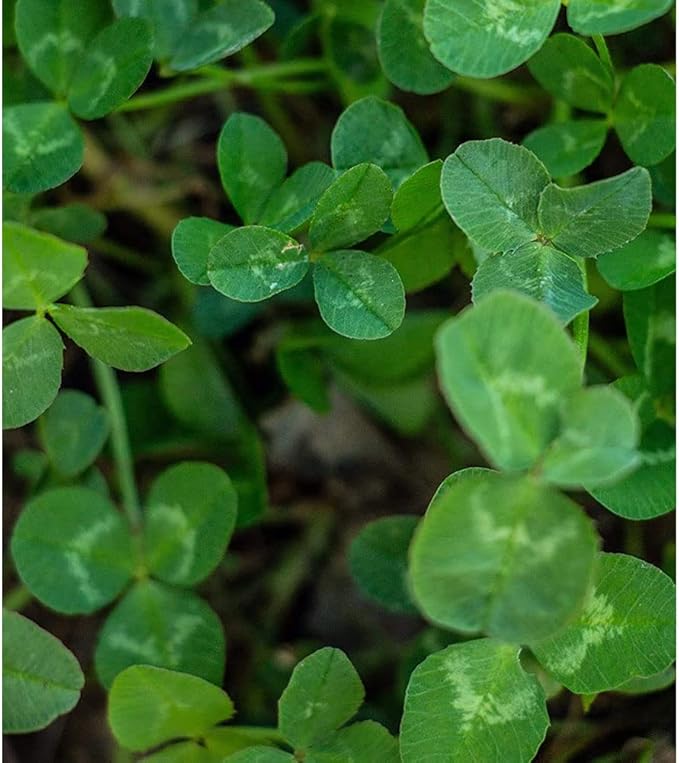 EVOLVED HARVEST Throw & Gro No-Till Forage for Deer - Easy-to-Plant Fast-Growing Food Plot Seeds, 5 Lbs