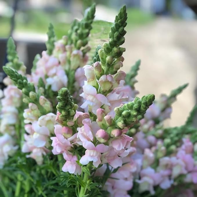 300+ Costa Silver Snapdragon Seeds Appleblossom Flowers Garden Planting