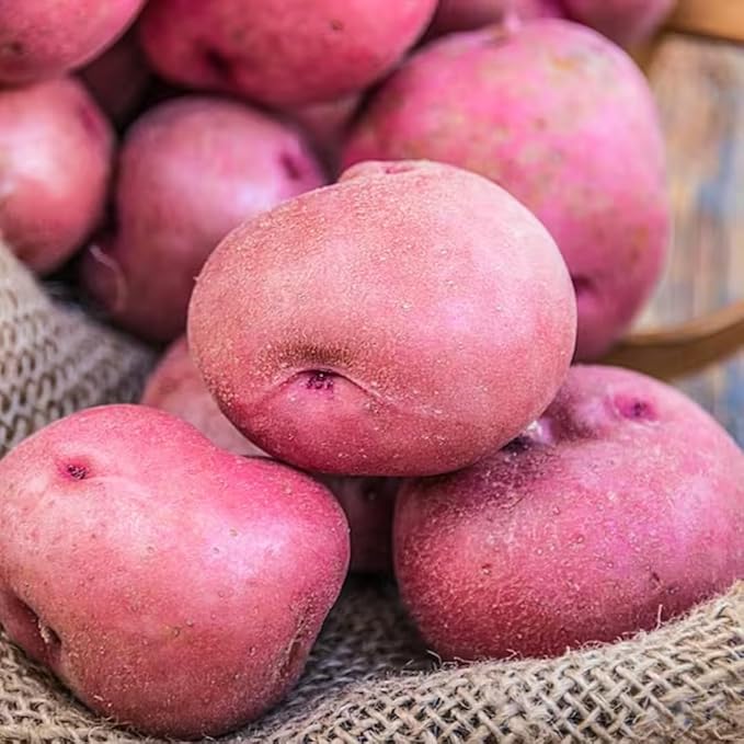 2 Lbs Red Potato Tubers High Yielding for Outdoor Planting,Vegetables Potatoes Plants Bulbs Seeds, Heirloom Seed Potato Live Tuber