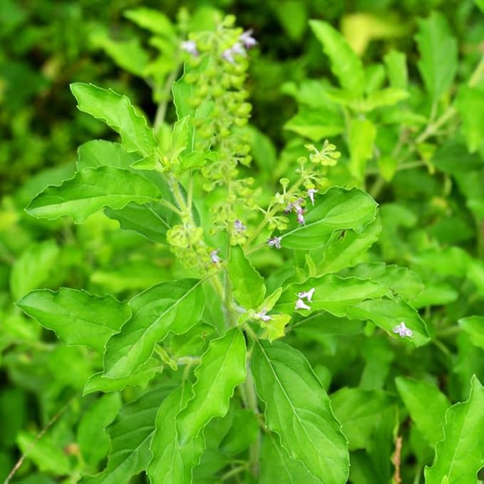 Basil Plants Live, 3 Holy Tulsi Basil Plant, Herb Plant, 3 to 5 Inc in Height, Gardening Indoor Outdoor