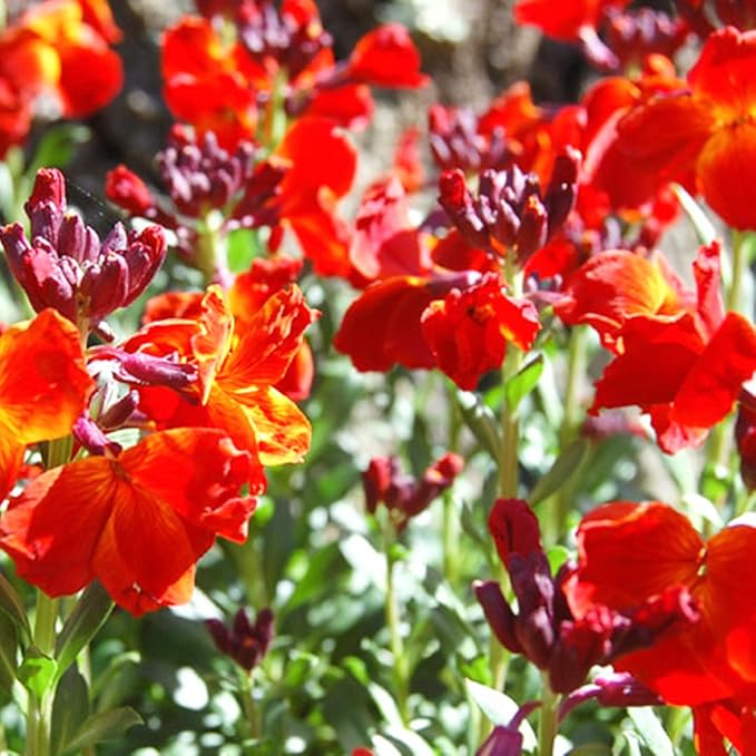 Mixed Erysimum Seeds for Planting - 100Pcs Multicolor Erysimum Seeds for Growing Garden Home Garden Balcony Easy to Grow Flowers Seeds