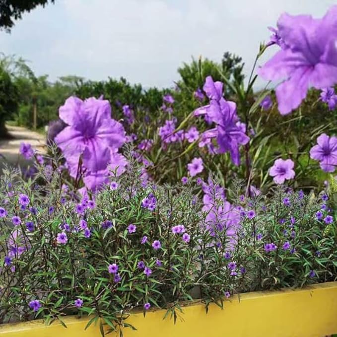 Set 6 Purple Showers Mexican Petunia Plants Live, Perennial Outdoor Growing, Startrer Size 4-6" in Tall, Long Blooming Season, Landscapes, Borders, Ground Cover