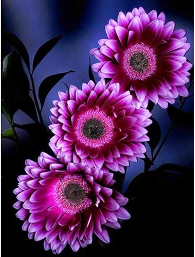 GMNP0di% Sunflower Seeds to Plant Purple Sunflower Seeds Ornamental Plant Home Garden Yard Farm Office Decor Non-GMO Seeds Purple Sunflower Seeds