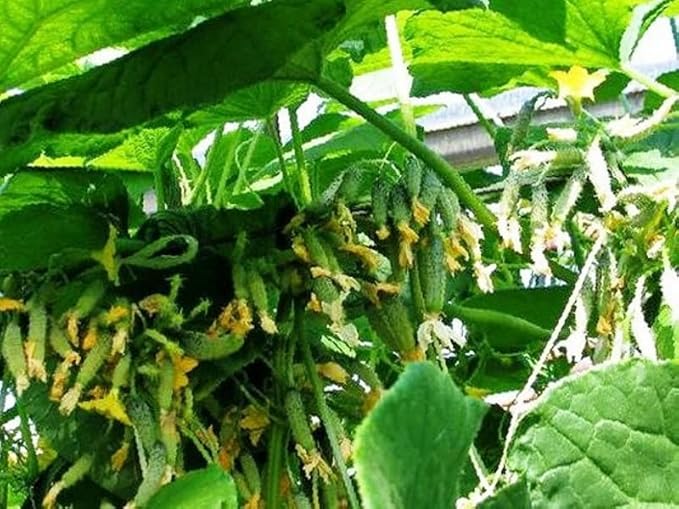 40+ Seeds Cucumber Titus F1 - Vegetable Green