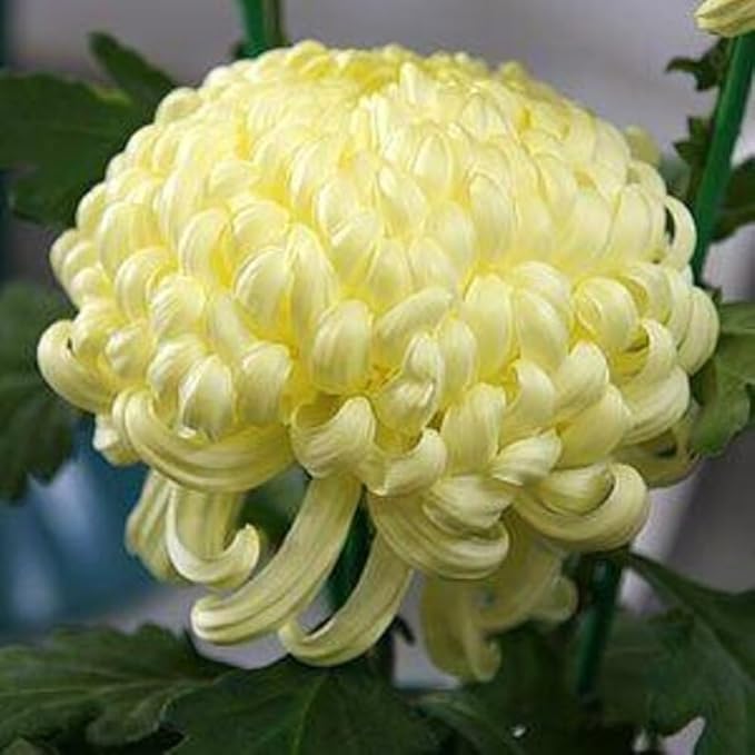 97+ Perennial Organic Mixed Mums Seeds for Planting- Rainbow Chrysanthemum Seeds - Hardy Garden Flower Seed Pots Non-GMO Heirloom for Garden Outdoor