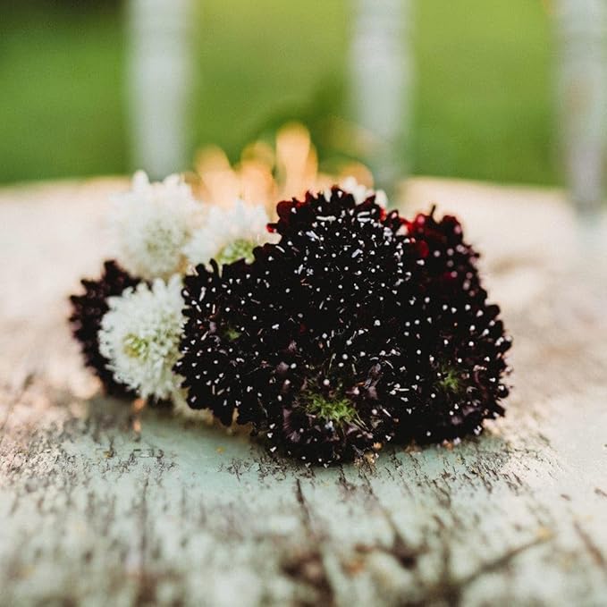 Pincushion Flower Imperial Mix - 250 Seeds - Scabiosa Flowers, Great for Cutting Gardens and Arrangements, Non-GMO Pincushion Flower Seeds for Planting in The Home Garden, Thresh Seed Company