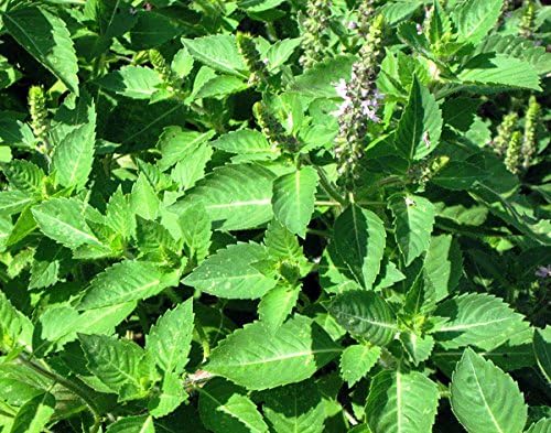 100 Indian Rama Holy Tulsi Sacred Herb Seeds Green Leaf Heirloom Non-GMO Tulasi, Grows Big, Super Fragrant Grown in USA Ocimum Sanctum
