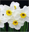 10 Jamestown Narcissus Bulbs - Top Size Daffodil Bulbs