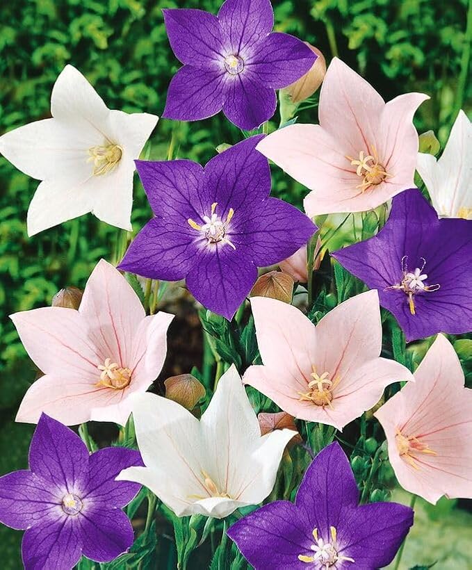 KIRA SEEDS - Seeds Balloon Flower Mix - Chinese Bellflower Platycodon - Annual Flowers for Planting