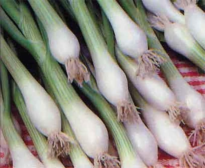 Onion Green Bunching Great Heirloom Vegetable Seeds by Seed kingdom (1 Lb Seeds)