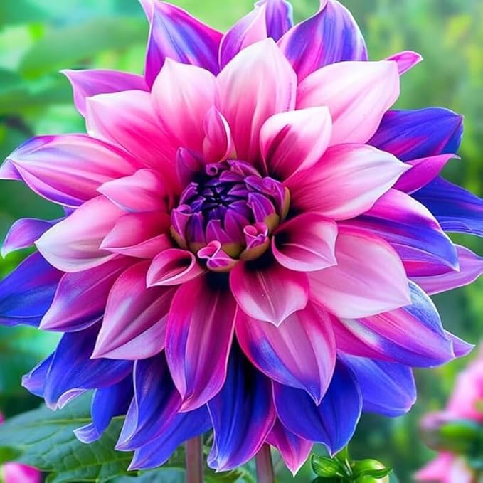 Mixrug 300+ Mix Dahlia Seeds for Planting - Rare Dahlia Pompon Flower Seeds -Dahlias Seed Variabilis Beautiful Annual for Outdoor Garden