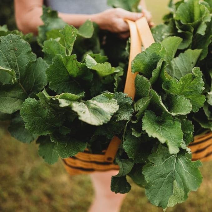 Seven Top Turnip Greens - 250 Seeds - Fast-Growing, Cold Tolerant Green, Great for Braising & Wilting, Non-GMO Heirloom Turnip Seeds for Planting in The Home Garden, Thresh Seed Company