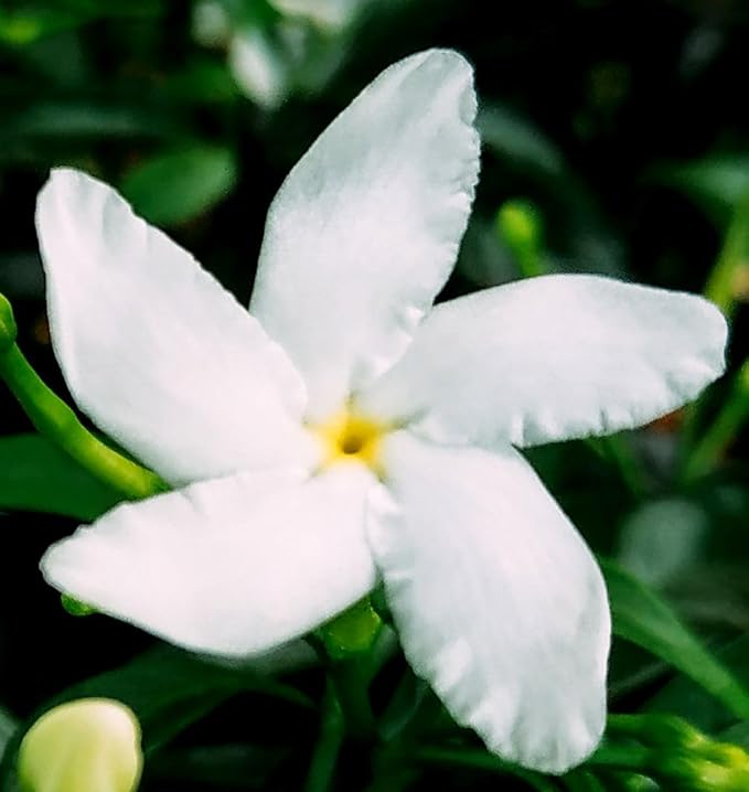 5g pcs Climbing Jasmine Flower Seeds Fragrant Plant for Planting Garden Home Four Seasons Evergreen Silver Jasmine Garden Balcony Climbing Non-GMO
