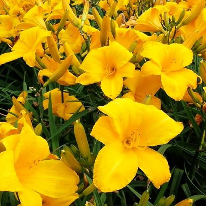 Set 10 Yellow Daylily Bulbs for Planting, Hardy Perennial Lily Roots for Colorful Summer Blooms