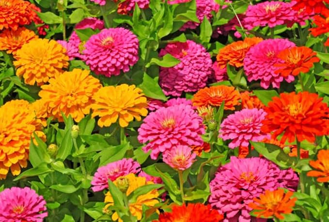 400+ California Giant Zinnia Seeds for 2026, Large Bloom - USA Made - Non GMO - Heirloom Zinnia Elegans, Easy to Grow Vibrant Summer Mix for Pollinator Gardens and Beginners