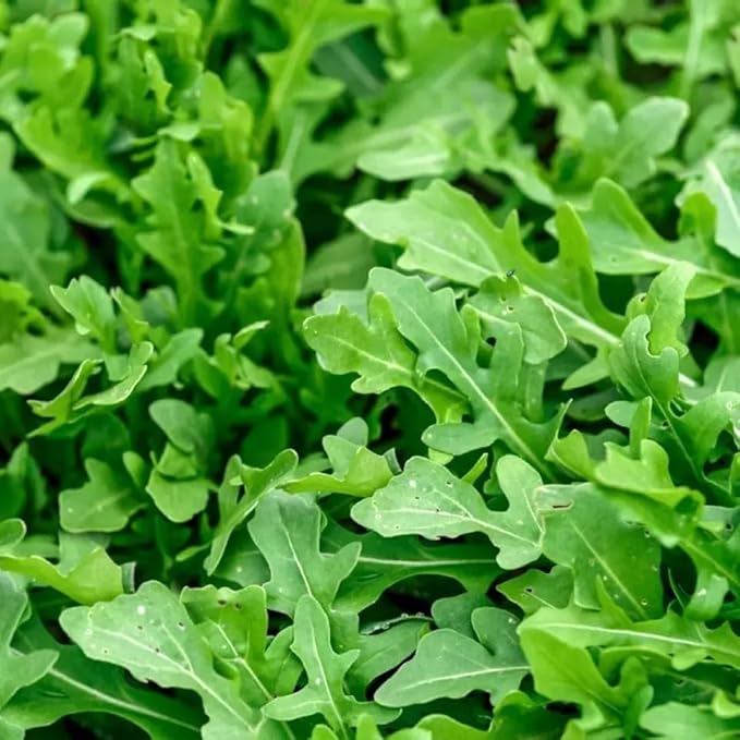 Slow Bolt Arugula Seeds for Planting Heirloom Non-GMO Arugula – Plant & Grow Slow Bolt Arugula Seed Packets in Home Herb Outdoor/Indoor Hydroponic Garden, Great Gardening Gift – 1 Packet 250 Seeds