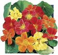Park Seed Nasturtium Flower Plant Seeds, Easy to Grow, Perfect for Spring Garden, Whirlybird, Pack of 25