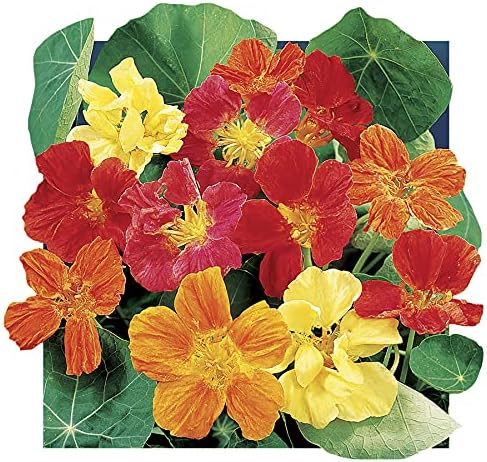 Park Seed Nasturtium Flower Plant Seeds, Easy to Grow, Perfect for Spring Garden, Whirlybird, Pack of 25
