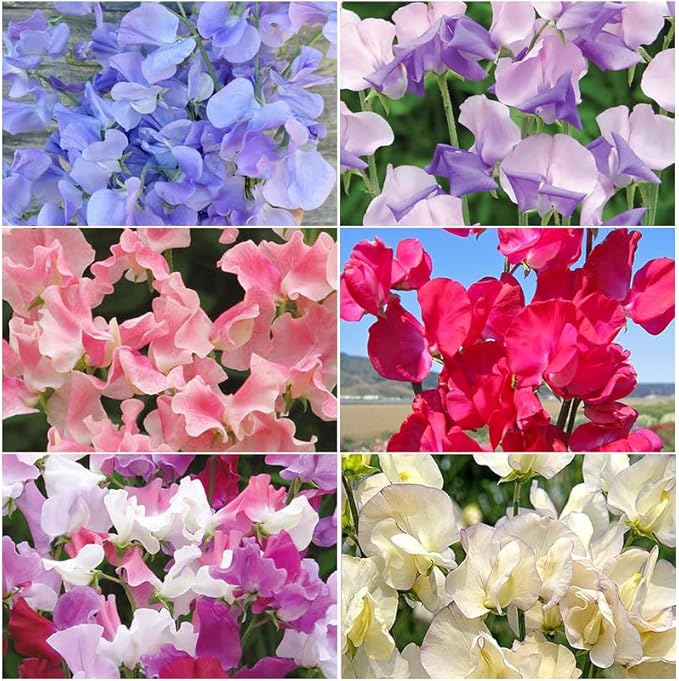 280+ Perennial Mix Sweet Pea Flower Seeds for Planting-Non-GMO Heirloom Plant Seeds Garden Outdoor