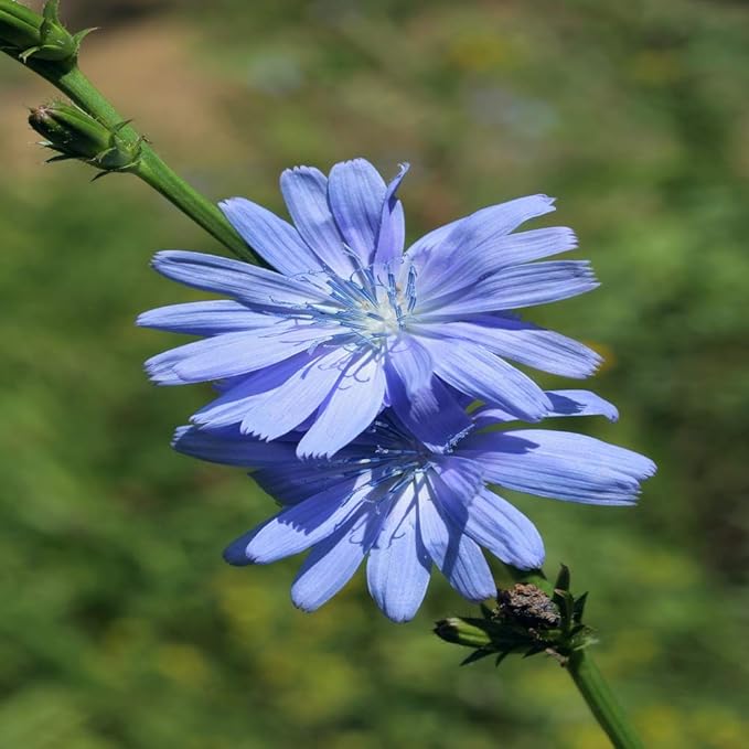 Outsidepride Chicory Seeds for Planting - 1 lb. Perennial, Easy to Grow & Drought Tolerant, Flower Seeds with Clustered Pastel Blue Blooms for Garden Pastures & Wildflower Meadows