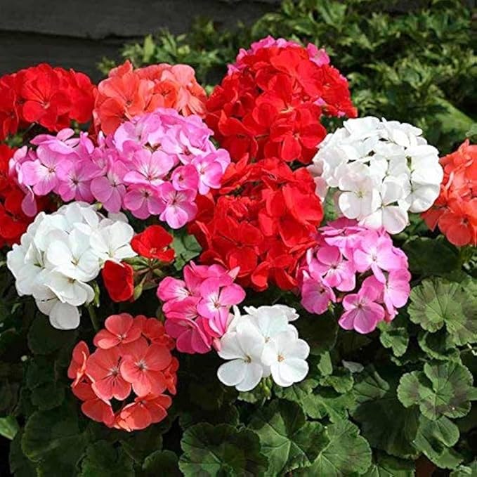 Park Seed Geranium Flowering Plant Seeds, Compact and Weather-Resilient Maverick Mix with Large Rounded Blooms in Assorted Colors, Pack of 10