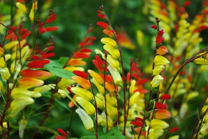 SeedsUP - 50+ Seeds Firecracker Vine Mina Lobata Quamoclit - Flower Multicolor
