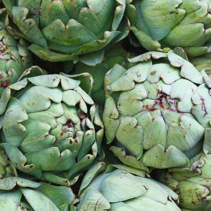 100 Artichoke Seeds for Planting, Artichoke Vegetable Seeds for Gardening