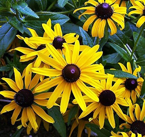 1000 Black-Eyed Susan Gloriosa Daisy Flower Seeds, Yellow, Biennial, Beautiful, Rudbeckia Hirta, from USA