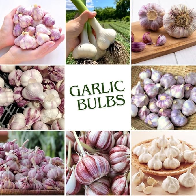 1 Pound Random Hardneck Garlic Bulbs for Planting, Fresh High-Yield Hardy Garlic for Garden or Container Growing