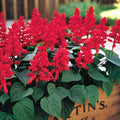 Park Seed Vista Red Salvia Seeds, Compact Heat-Tolerant Scarlet Sage with Intense Blooms for Pollinators and Containers, Fast to Flower, Pack of 250