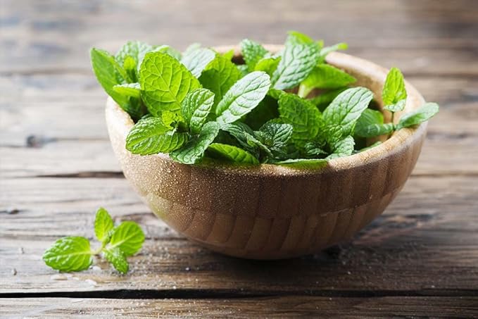 CEMEHA SEEDS - Seeds Peppermint Mentha Mint Plant Non GMO Herbs for Planting 1000 Seeds